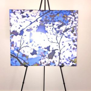 Artistic photograph of sunlit tree branches and leaves by Donovan Jenifer.