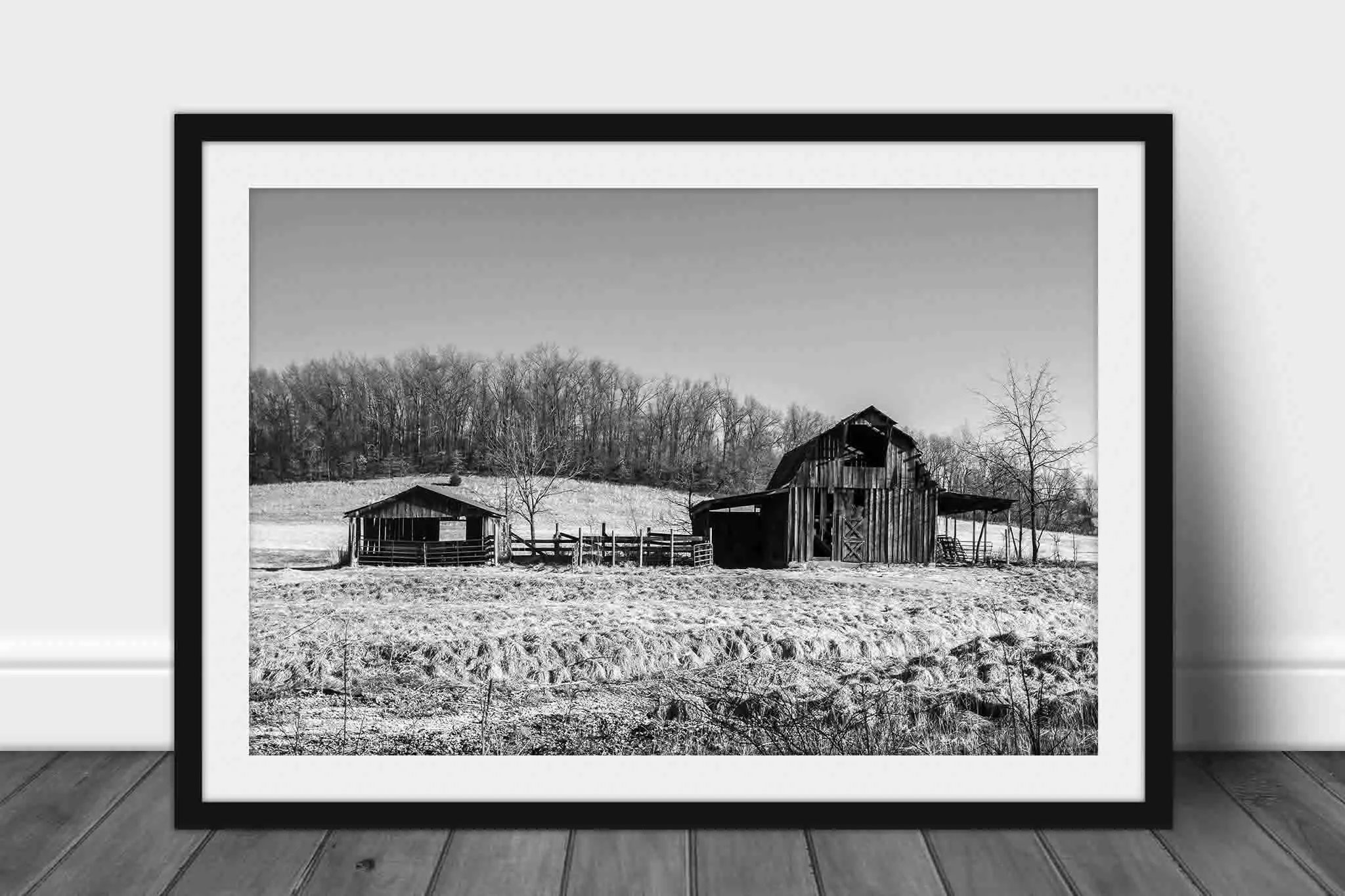 Framed black and white photograph of two old wooden barns in a rural field, with leafless trees in the background, displayed against a white wall on a wood floor.